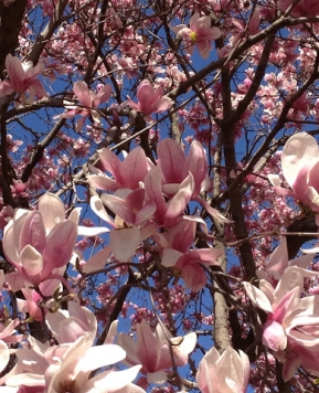 DC: Smithsonian National Zoo