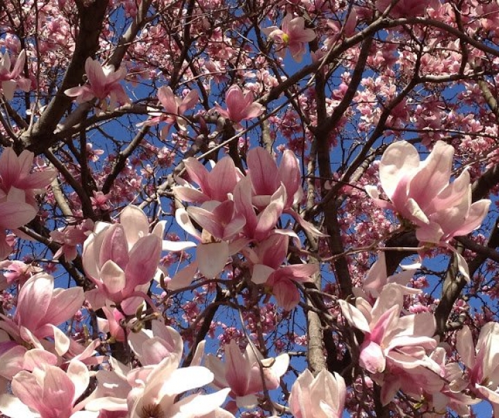 DC: Smithsonian National Zoo