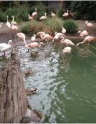 Pacific Science Musem: Lady Gaga Laser Light Show, Imax, King Tut Exhibit, and more ;)