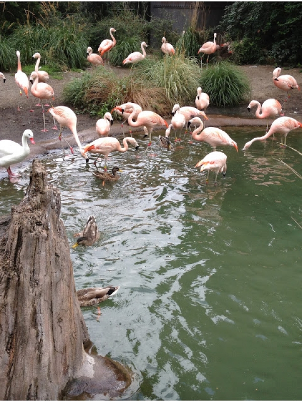 Seattle Woodland Park Zoo