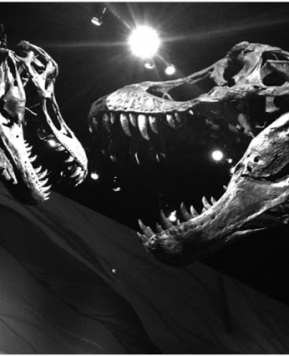 The Museum of Ancient Life