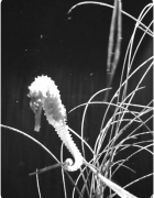 Seattle Argosy Boat Tours: Harbor Tour around Elliot Bay