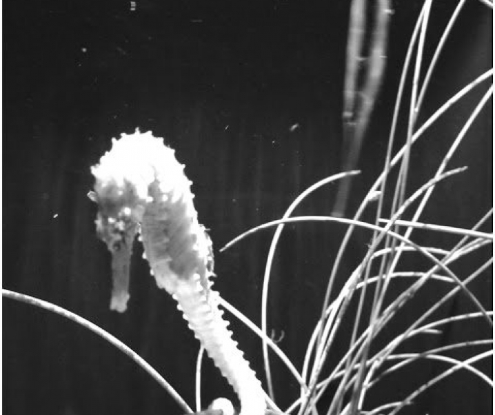 Seattle Aquarium