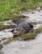 A Rainy Day at Epcot Flower and Garden Festival