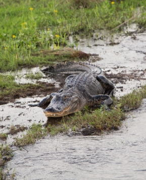 Air Boat Rides and Alligators + VLOG