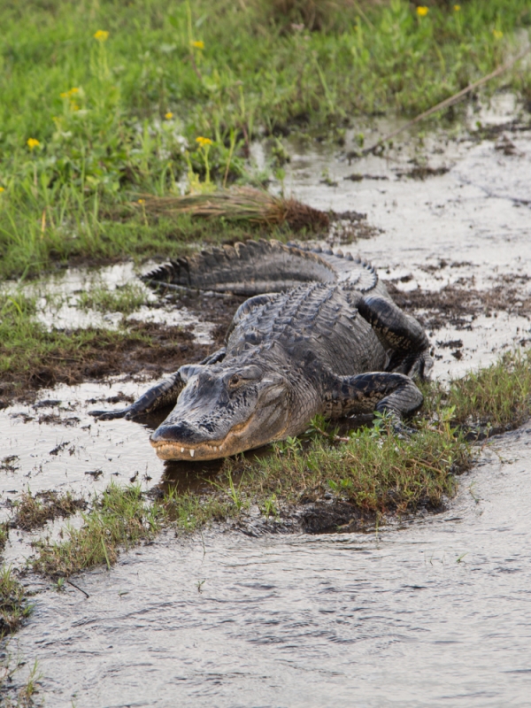Air Boat Rides and Alligators + VLOG