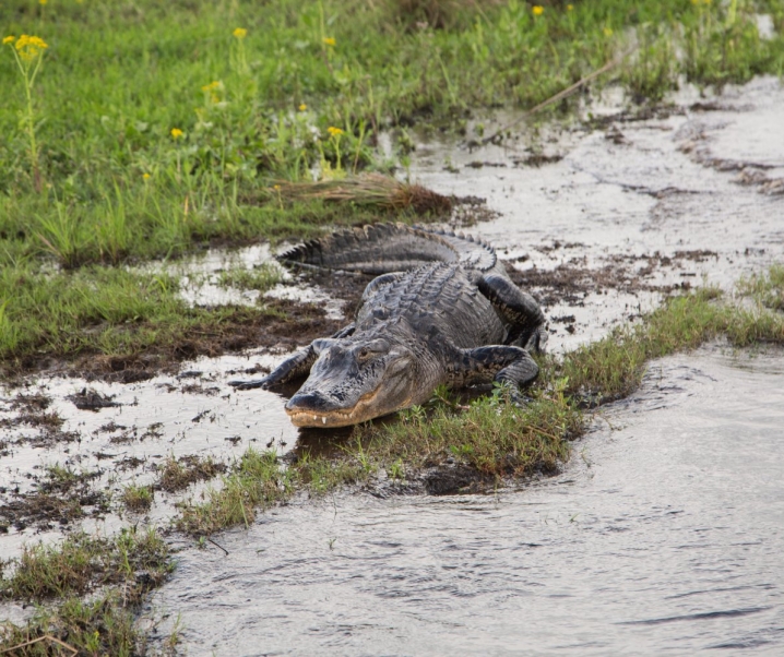 Air Boat Rides and Alligators + VLOG