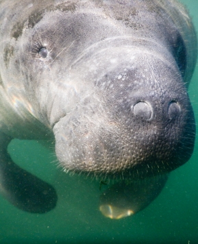 Swimming with Manatees at Crystal River
