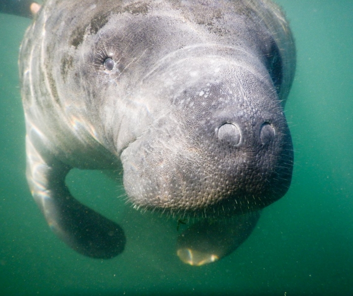 Swimming with Manatees at Crystal River