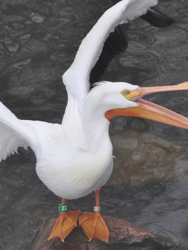 Pelican Feeding at the Tracy Aviary