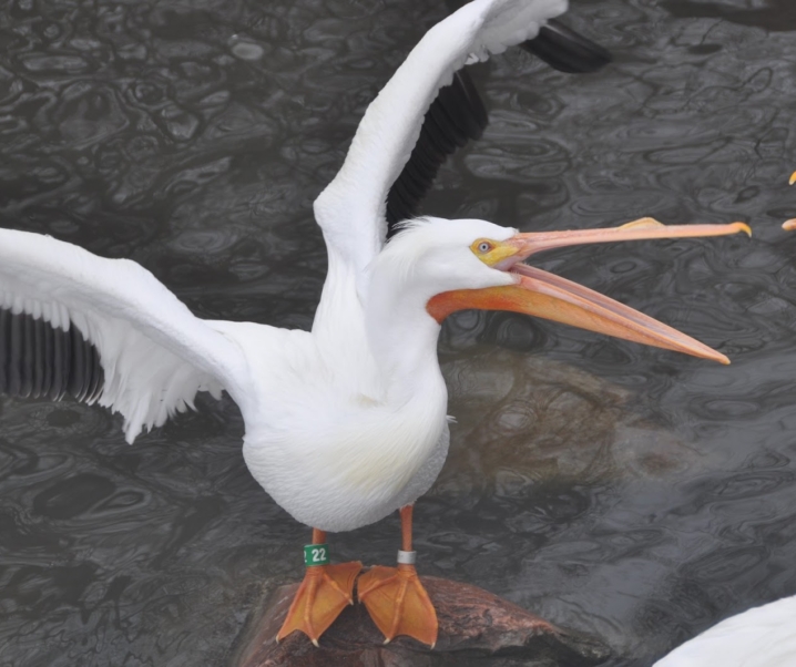 Pelican Feeding at the Tracy Aviary