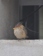 polka dots and rain boots