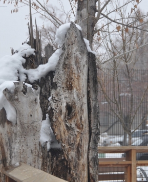 polka dots and rain boots