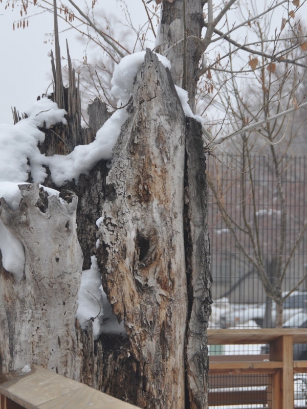 polka dots and rain boots