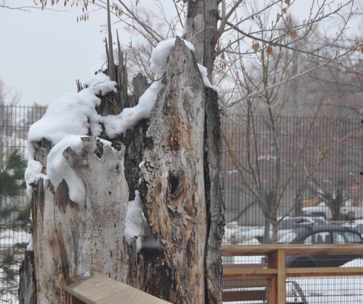 polka dots and rain boots