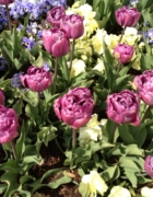 Goodbye Staceypants PARTY