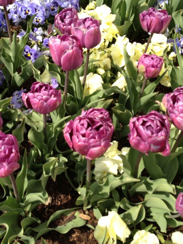 Thanksgiving Point Tulip Festival