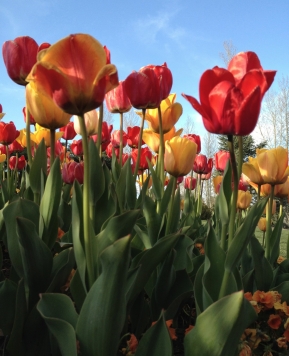 Tulip Festival