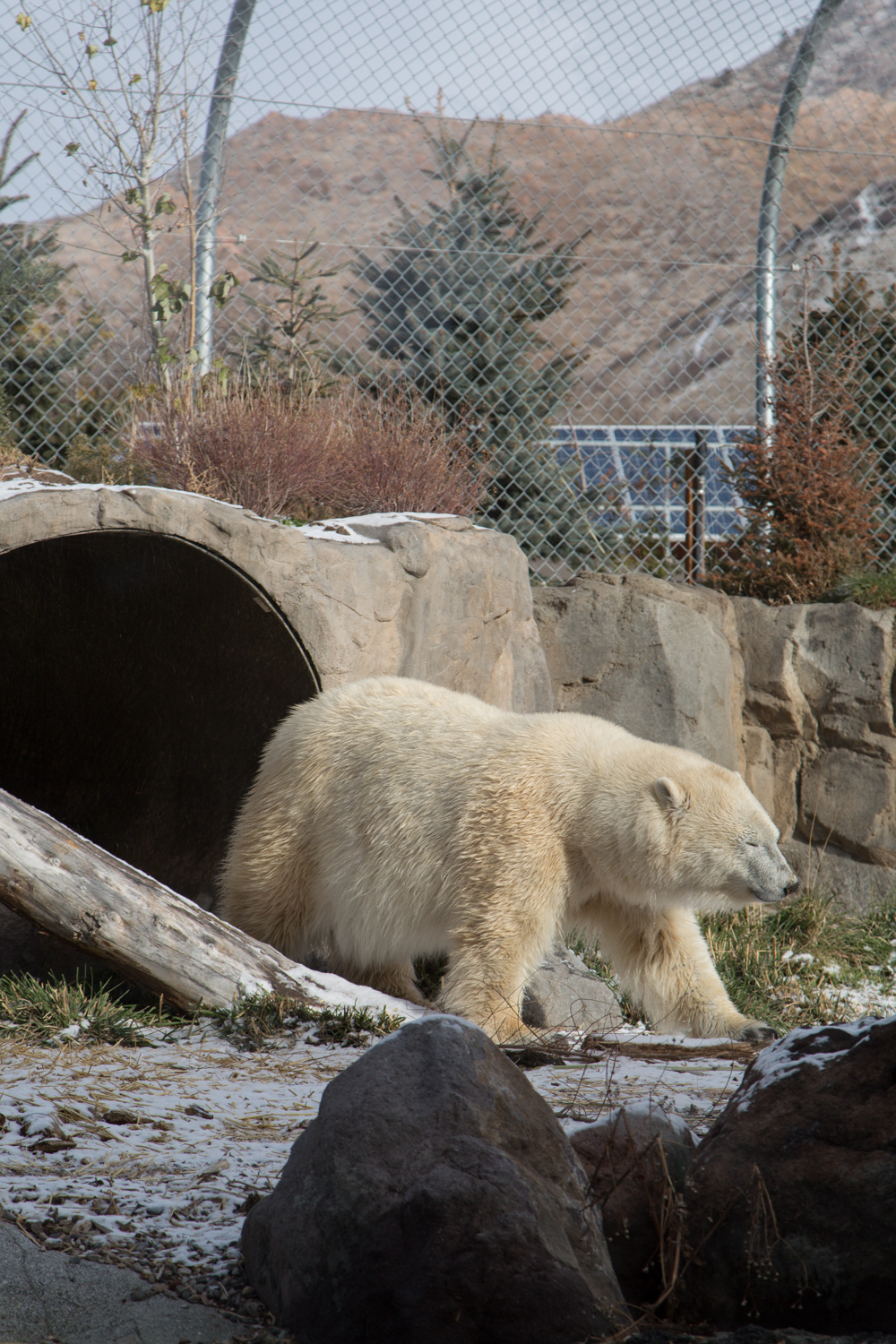 The Best Time to Visit Utah's Hogle Zoo