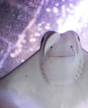 Fishy Fishy— P.S. its finally Shark week!