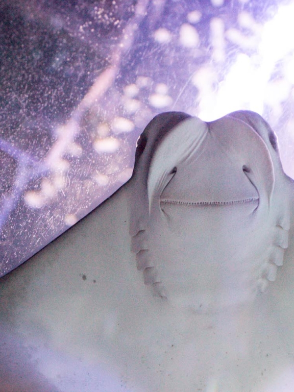 Fishy Fishy— P.S. its finally Shark week!