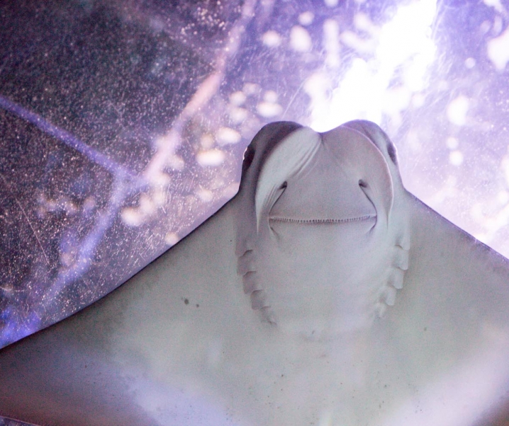 Fishy Fishy— P.S. its finally Shark week!