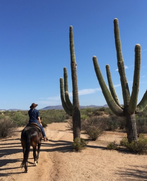 Horse Ride in the Sonoran Desert