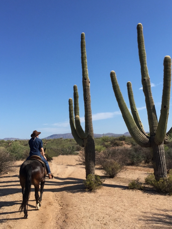 Horse Ride in the Sonoran Desert