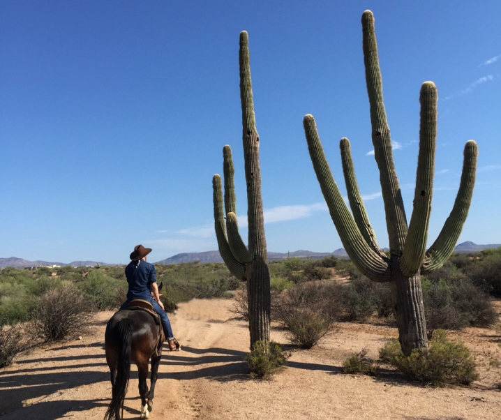 Horse Ride in the Sonoran Desert