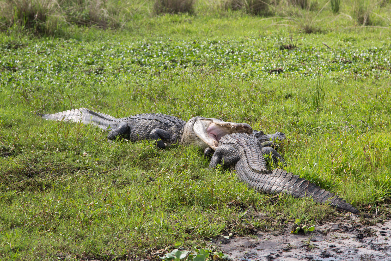 Orlando Florida Air Boat Ride Searching for Alligators