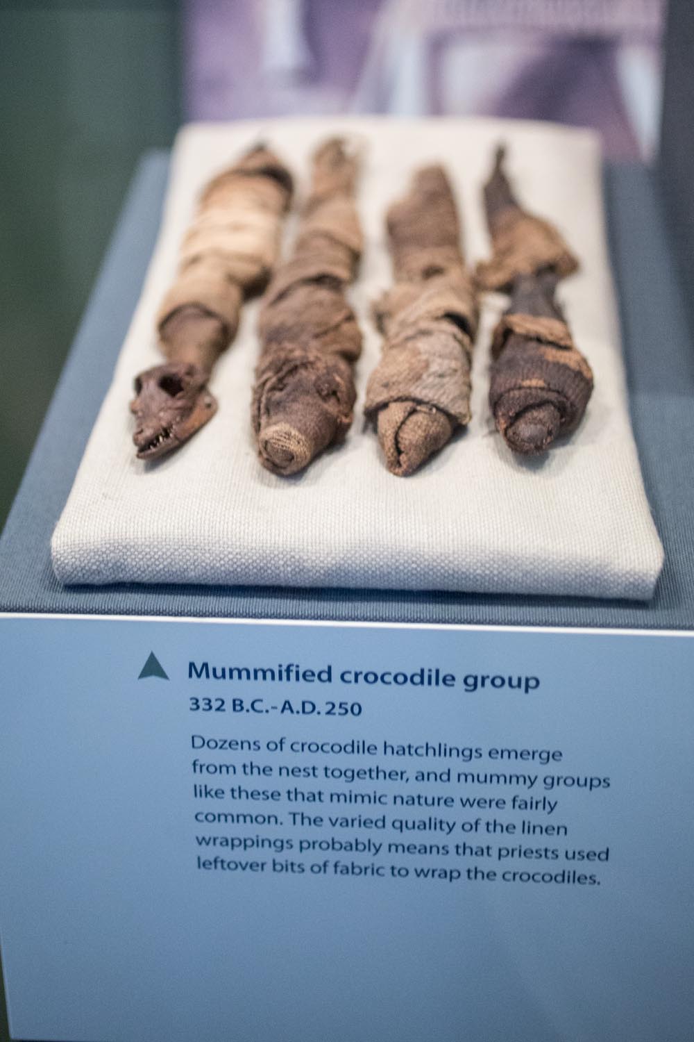 Washington National History Museum Mummified Crocodiles 