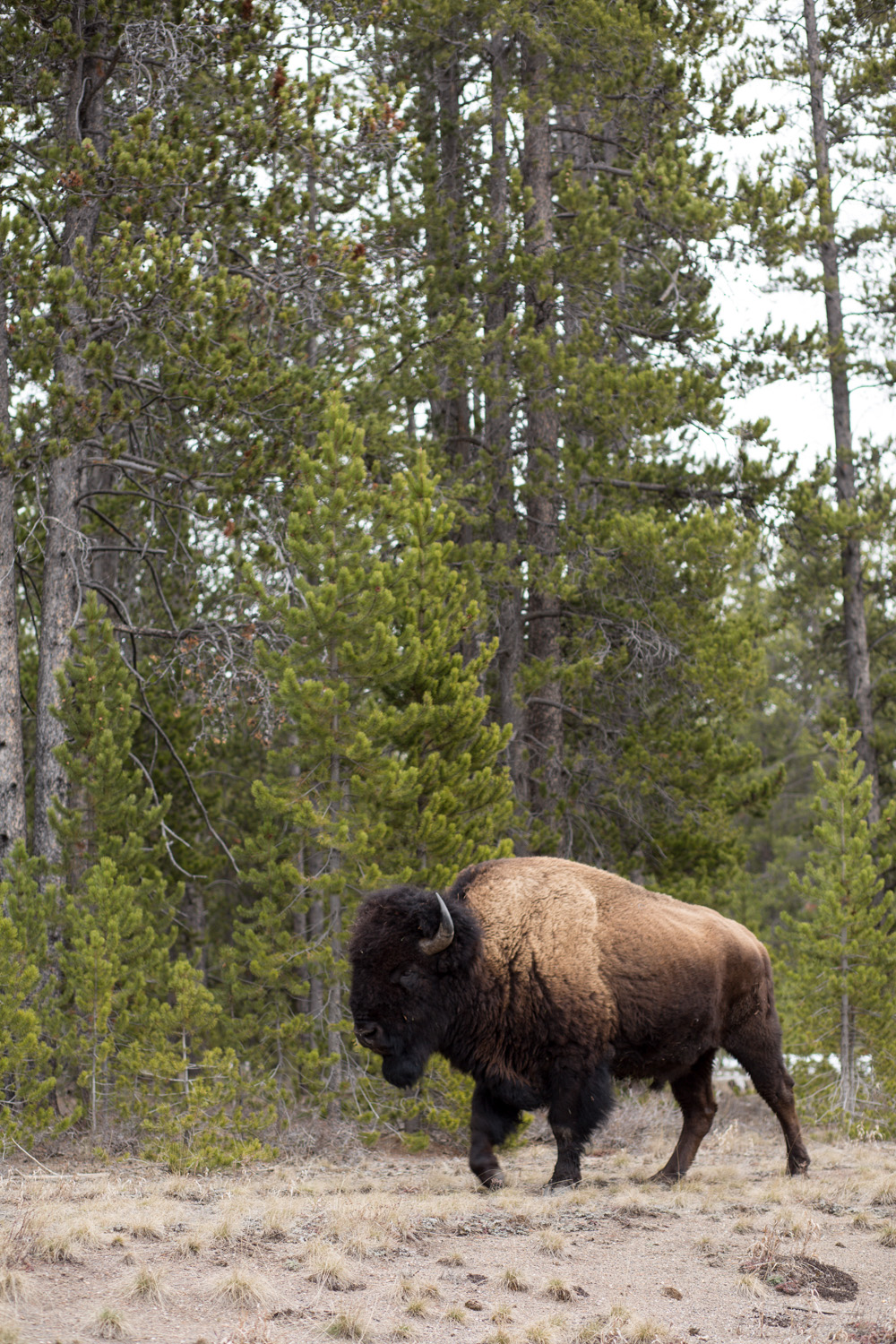 Yellowstone Bison Close Up
